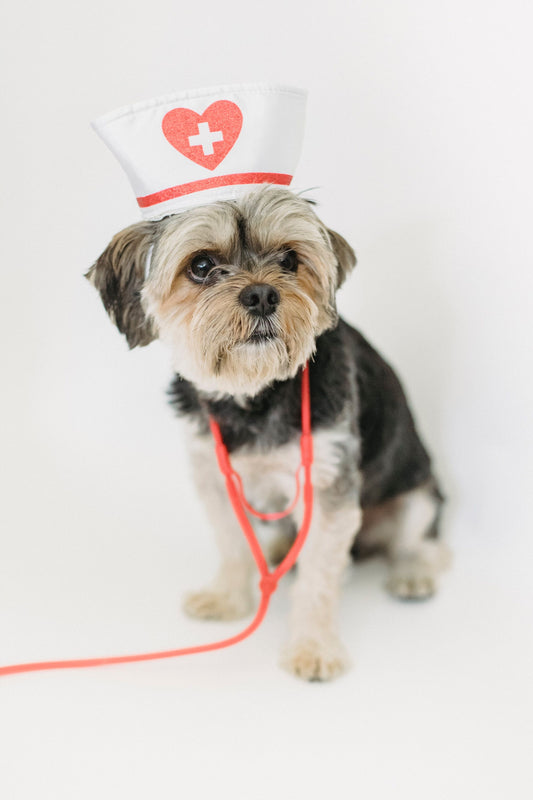 De Voordelen van Regelmatige Veterinaire Controles voor de Gezondheid van Je Huisdier - Pootje voor pootje